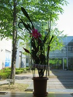 孔雀仙人掌　Epiphyllum spp